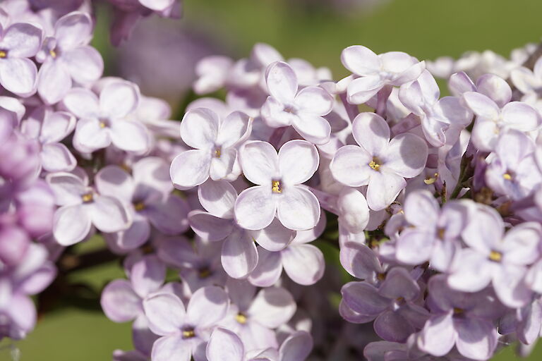 Syringa vulgaris Virginia Becker