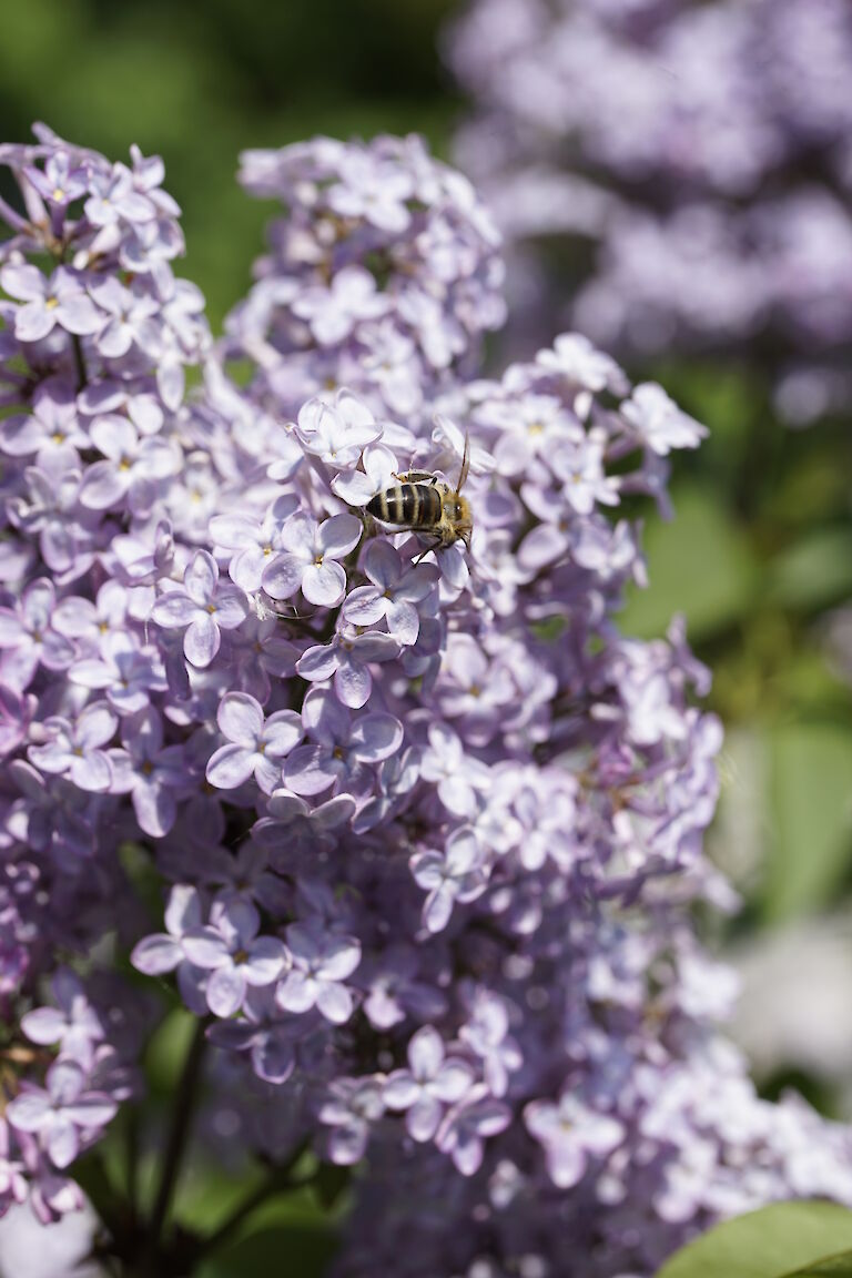 Syringa vulgaris Amethyst Insekt