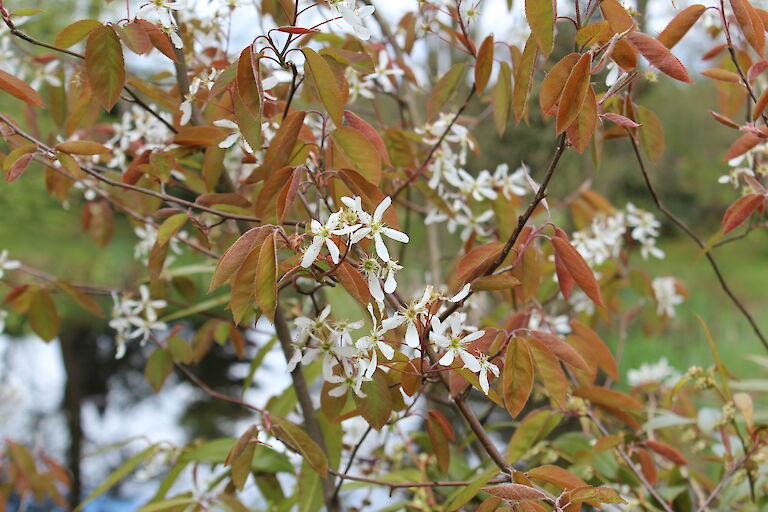 Amelanchier lamarckii