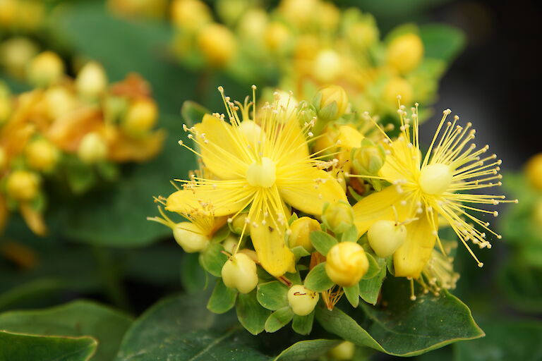 Hypericum 'Magical White'