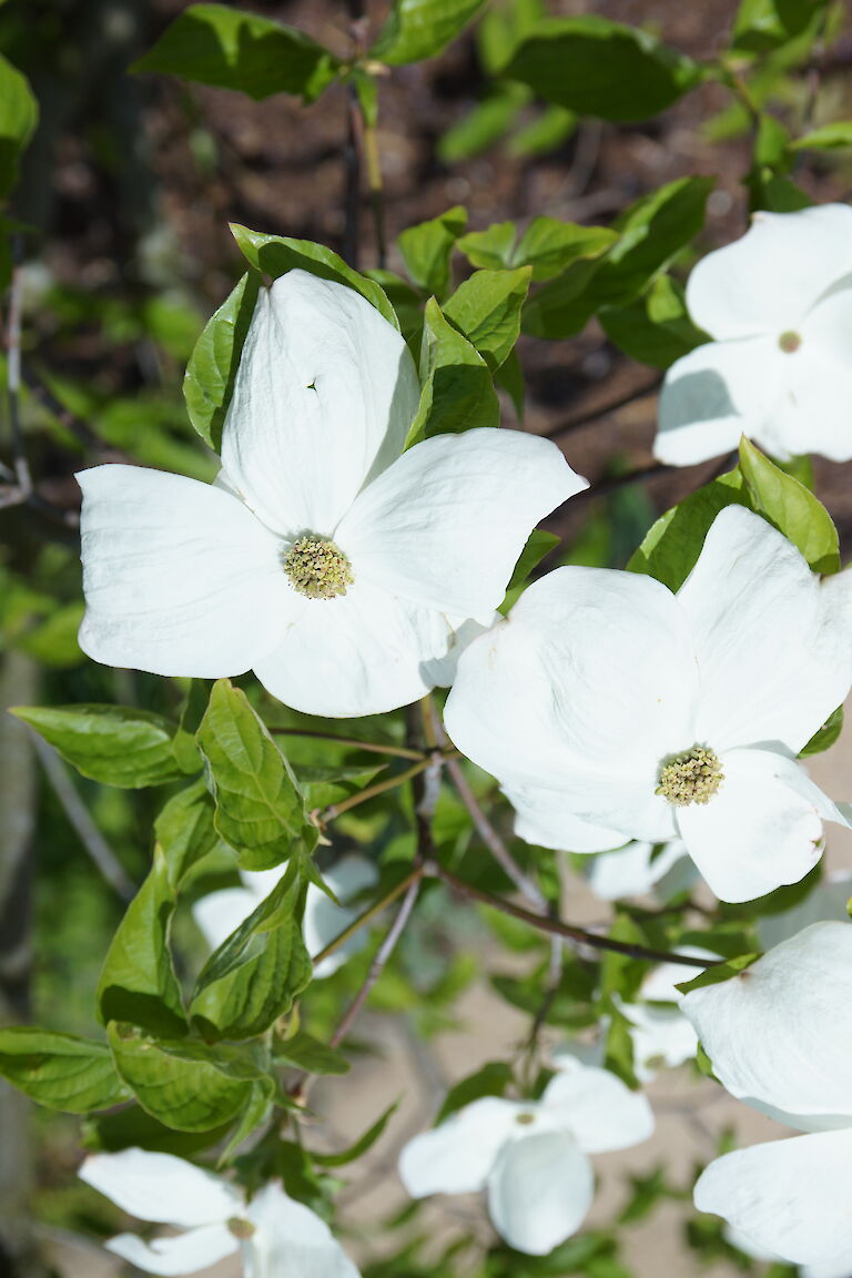 Cornus 'Eddie's White Wonder'