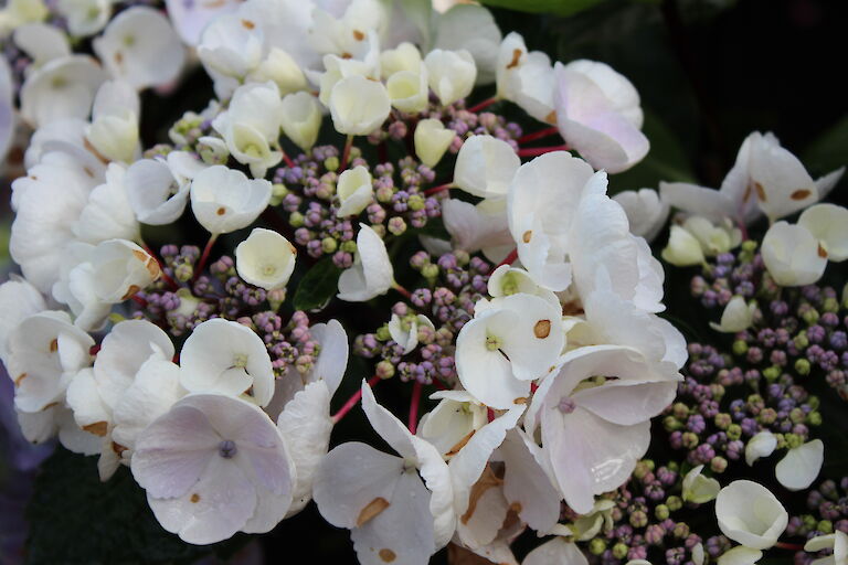 Hydrangea macrophylla