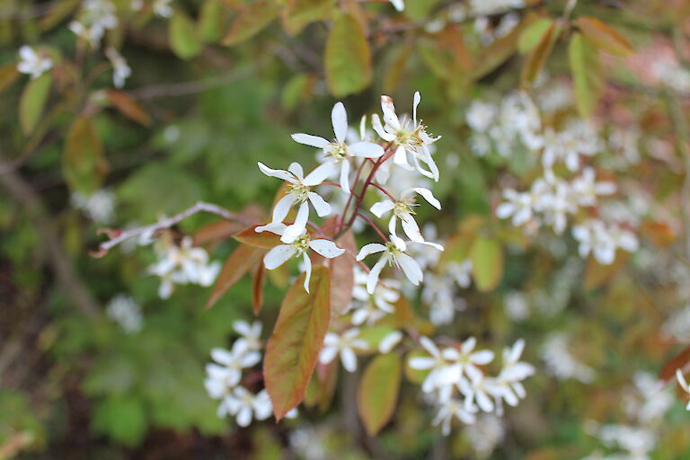 Amelanchier lamackii