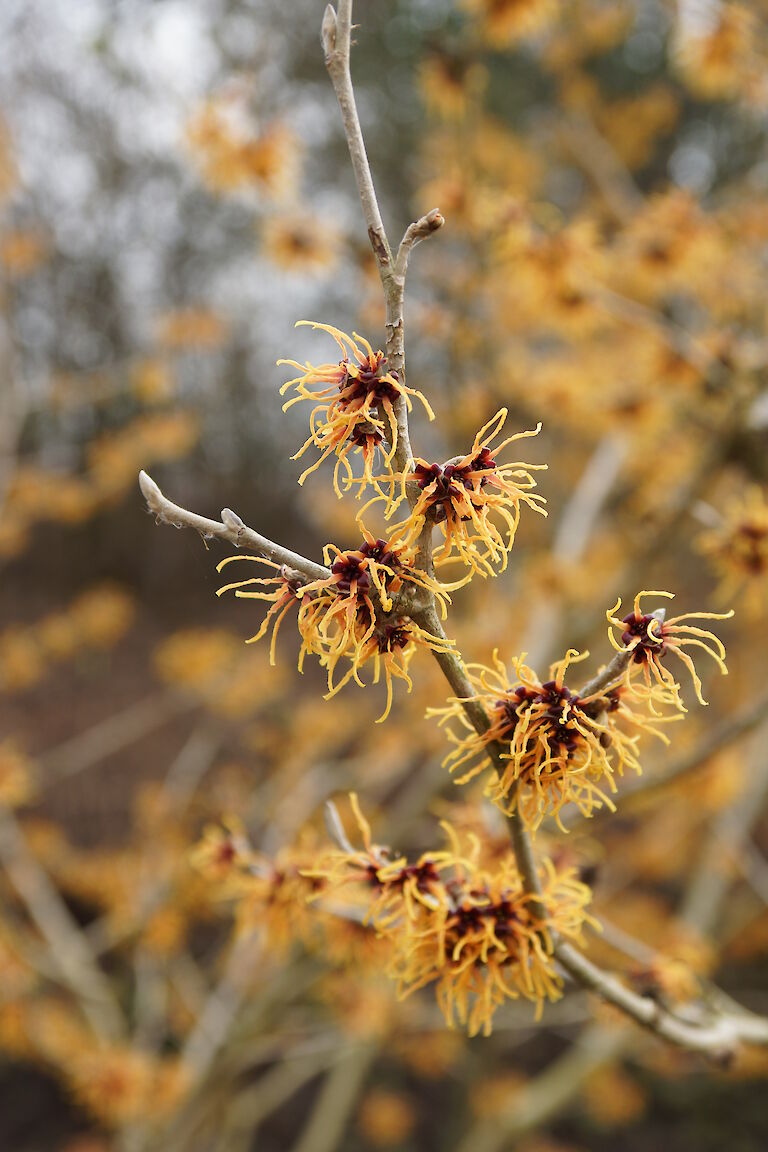 Hamamelis intermedia 'Barmstedt Gold'