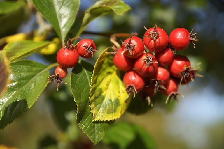 Sorbus aria