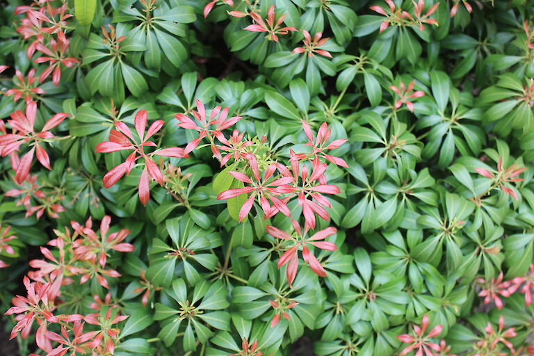 Pieris japonica 'Shojo'