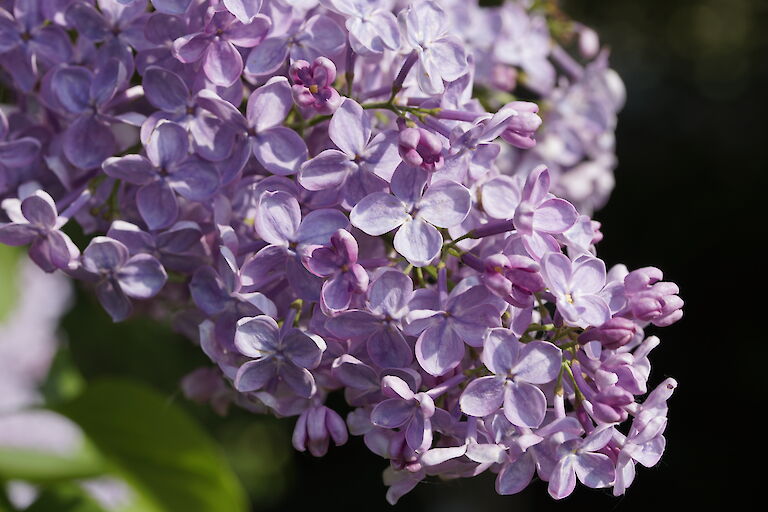 Syringa vulgaris Diplomate