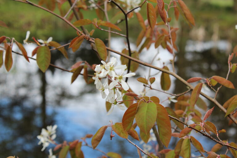 Amelanchier lamarckii