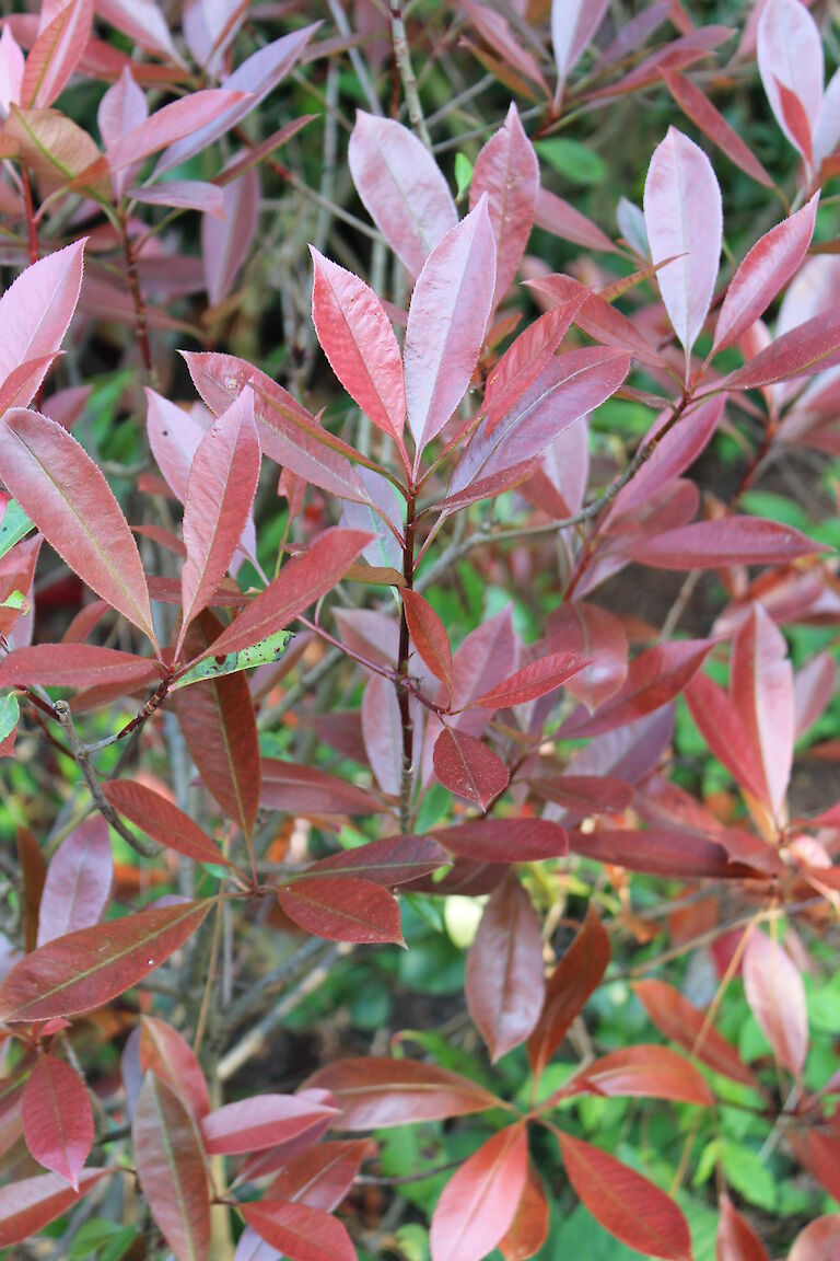 Photinia fraseri 'Red Robin'