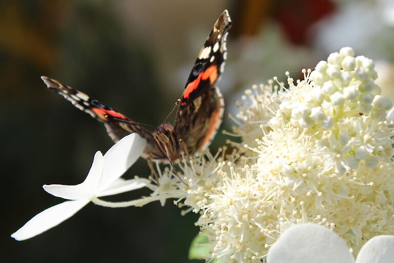 Hydrangea paniculata 'Butterfly' Insekt