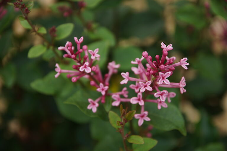 Syringa 'Pink Perfume'