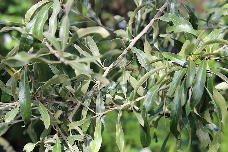 Pyrus salicifolia 'Pendula'