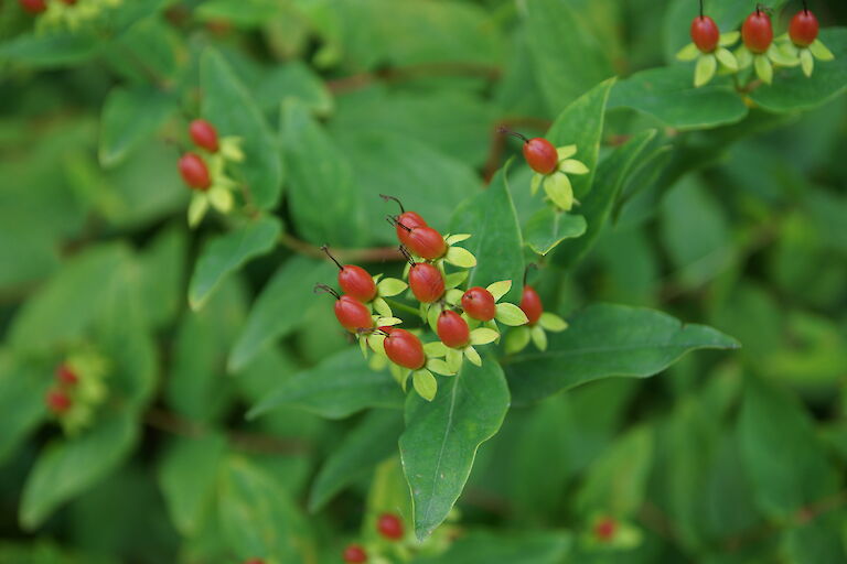 Hypericum 'Hidcote'