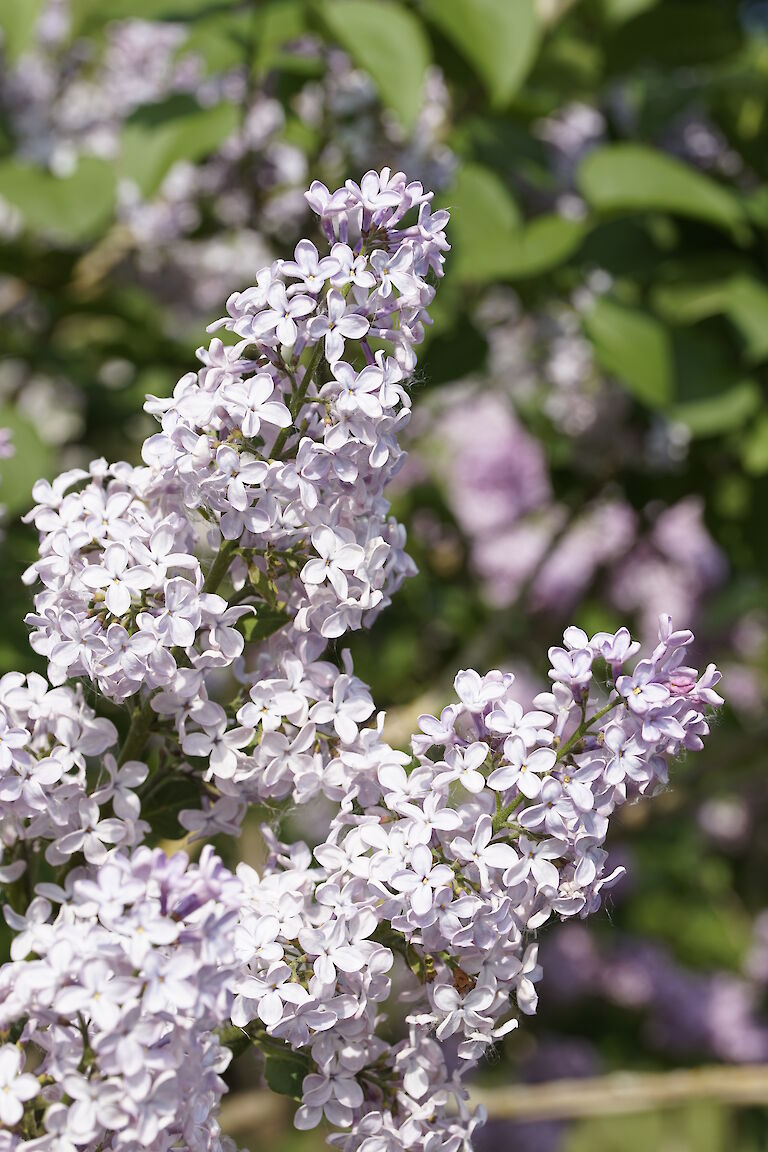 Syringa vulgaris Zukunft