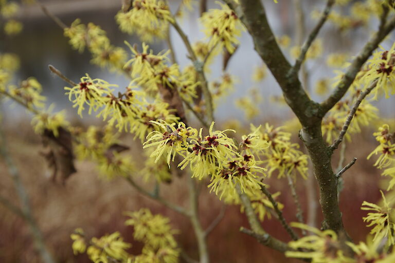 Hamamelis intermedia 'Sunburst'