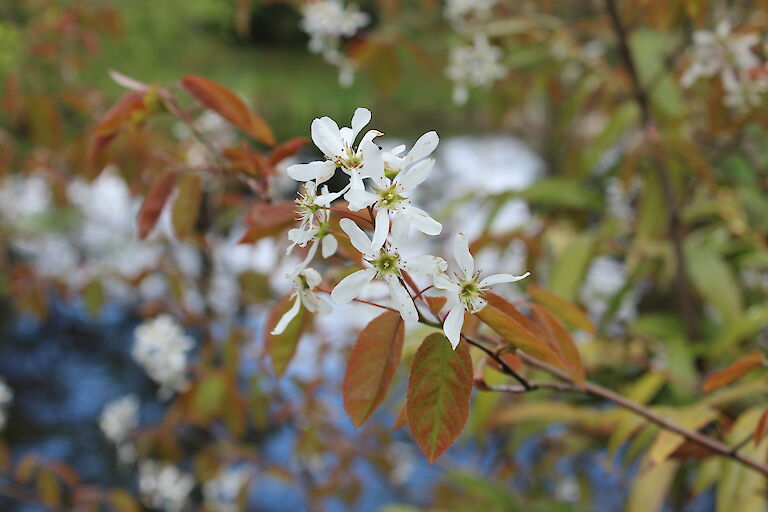 Amelanchier lamarckii