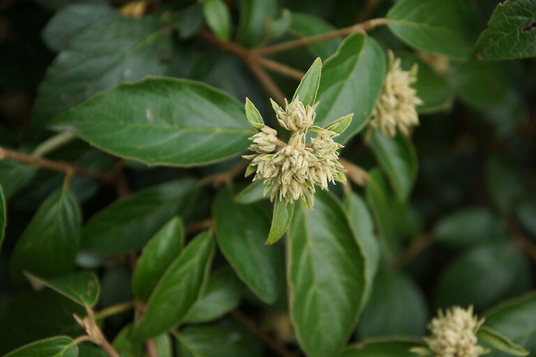 Viburnum 'Eskimo'