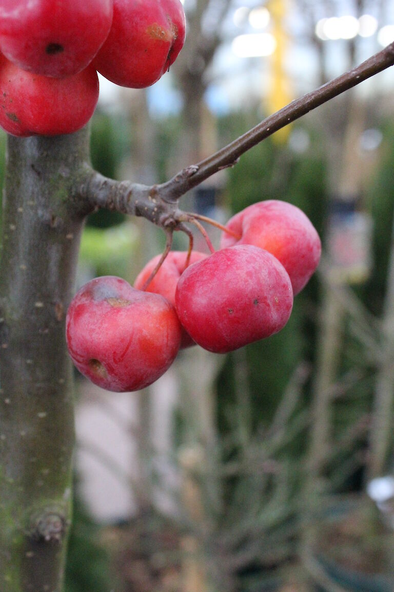 Malus Red Sentinel