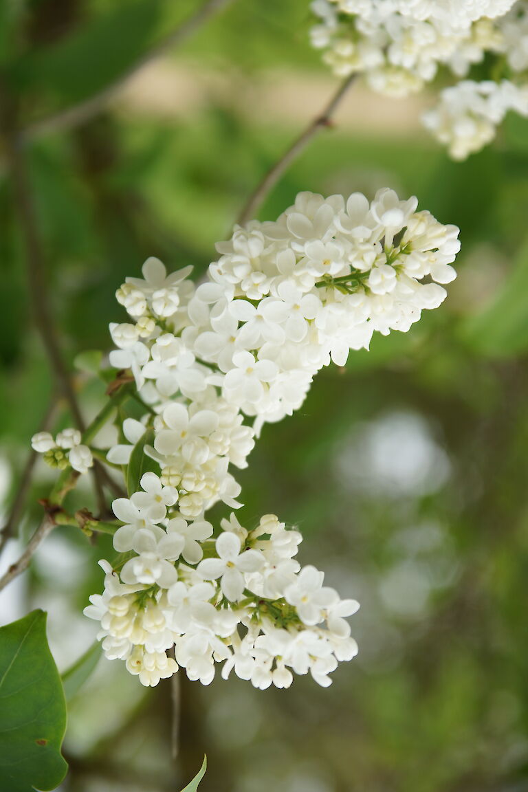 Syringa vulgaris 'Madame Florent Stepman'