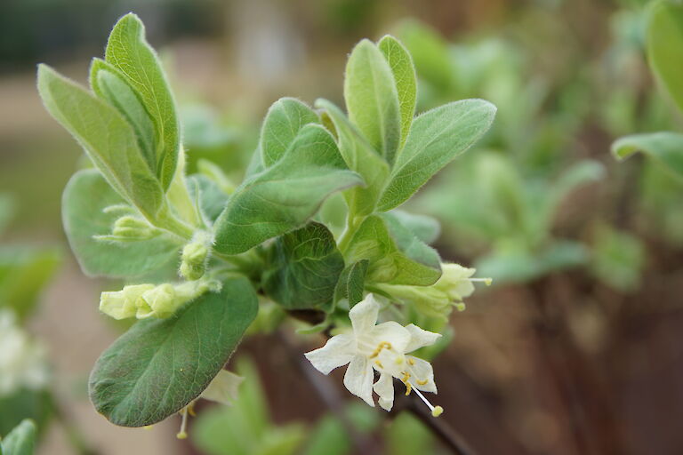 Lonicera kamtschatica