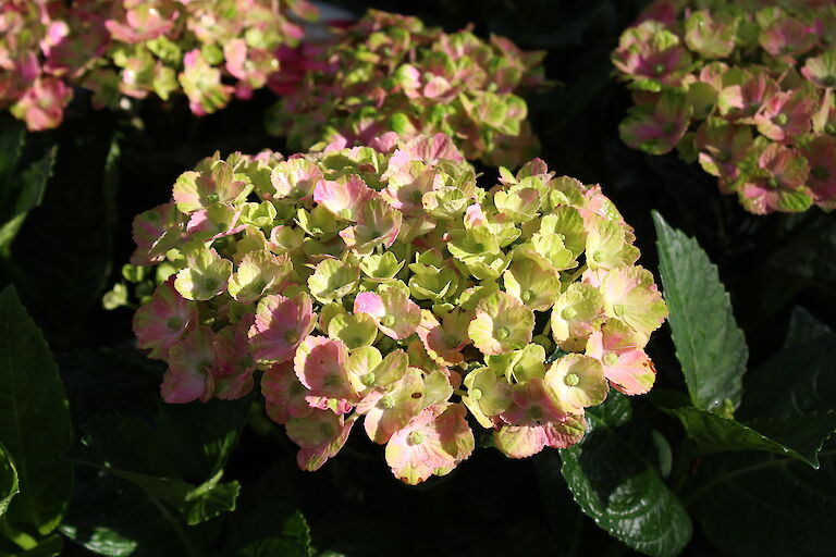 Hydrangea Magical Four Seasons