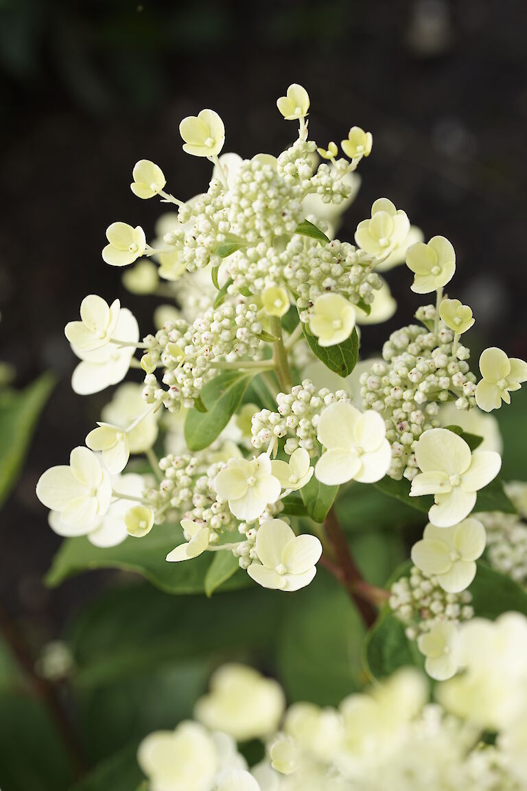 Hydrangea paniculata Dahurama