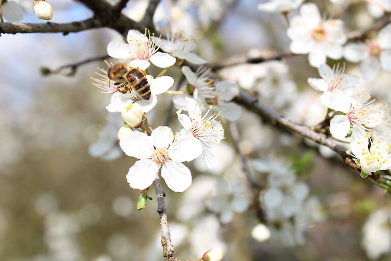 Prunus domestica ssp. syriaca Insekt