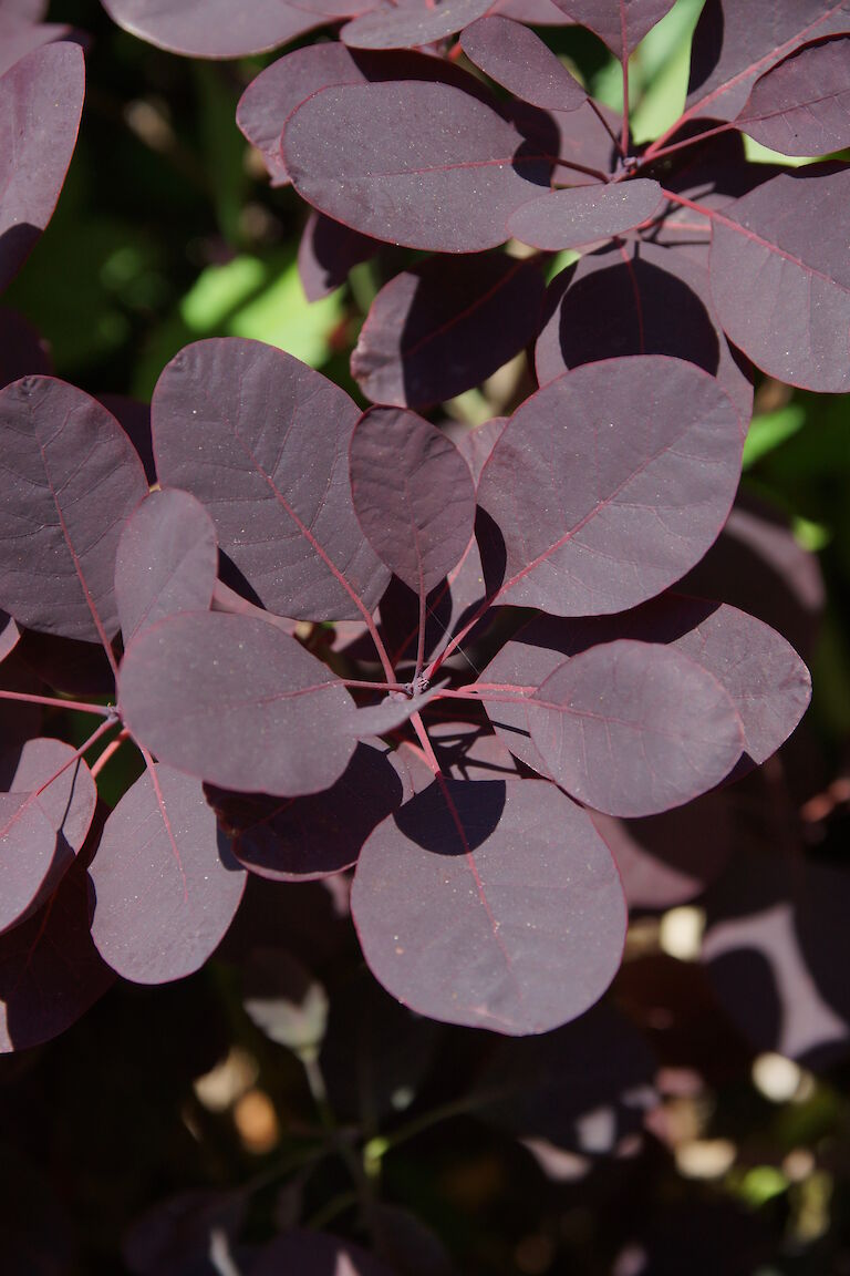 Cotinus coggygria 'Royal Purple'