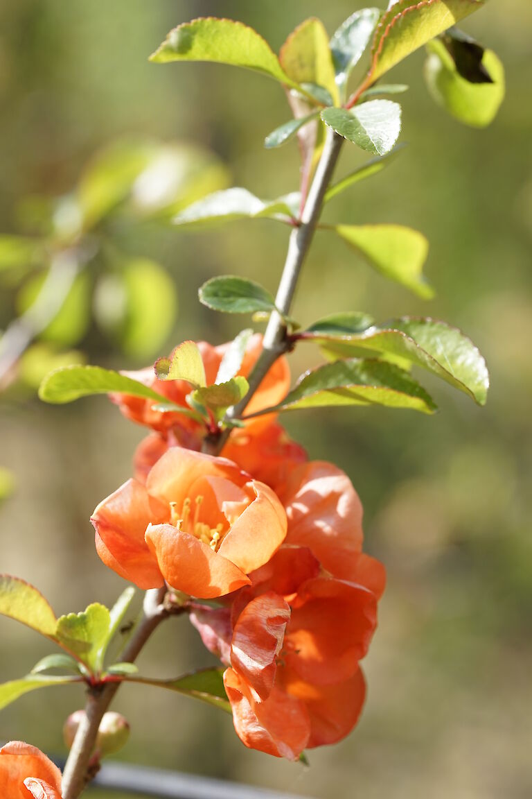 Chaenomeles superba Fusion