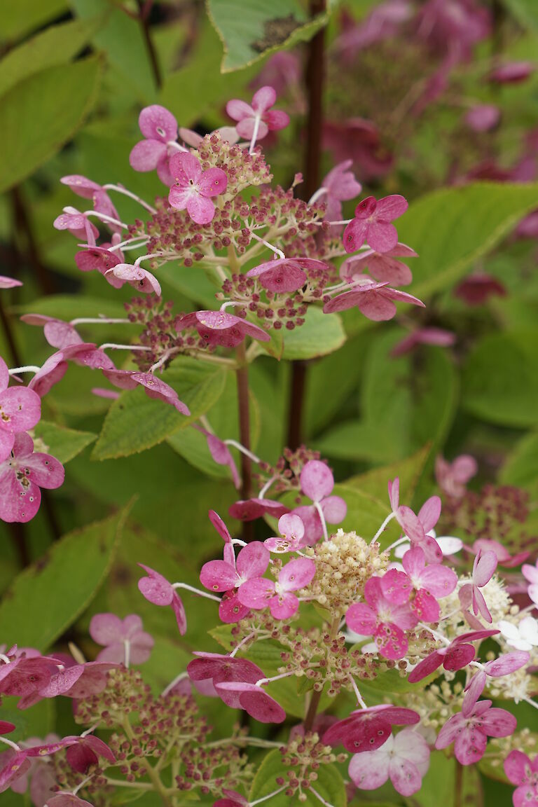 Hydrangea paniculata Early Sensation