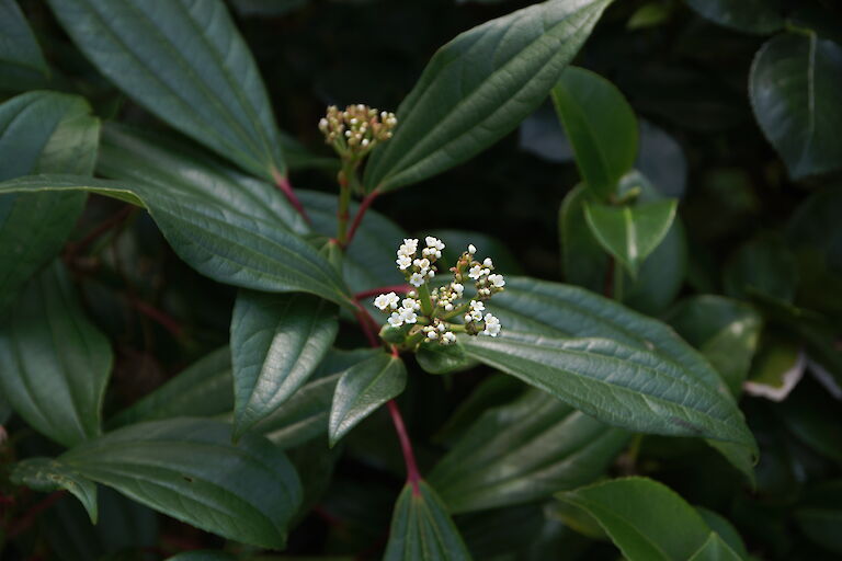 Viburnum davidii