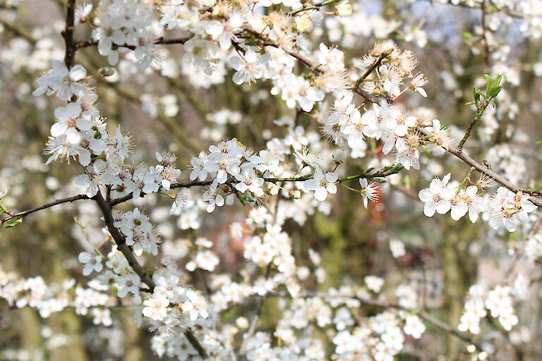 Prunus domestica ssp. syriaca