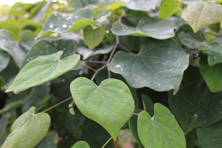 Cercis canadensis 'Lavender Twist Covey'