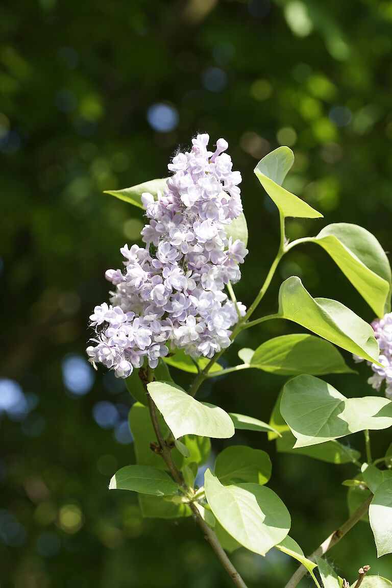 Syringa vulgaris Katharina Havemeyer