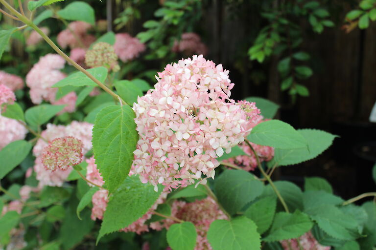 Hydrangea arborescens 'Pink Annabelle