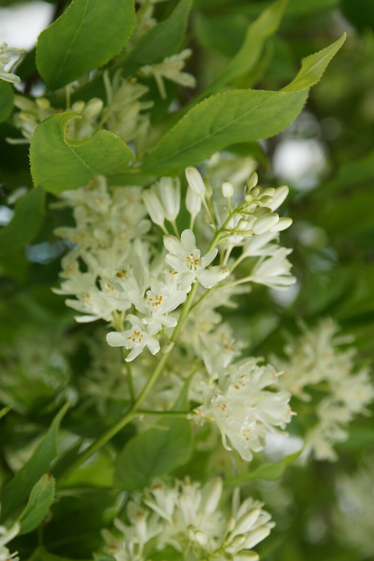 Staphylea colchica 'Pimpernuss; Klappernuss'