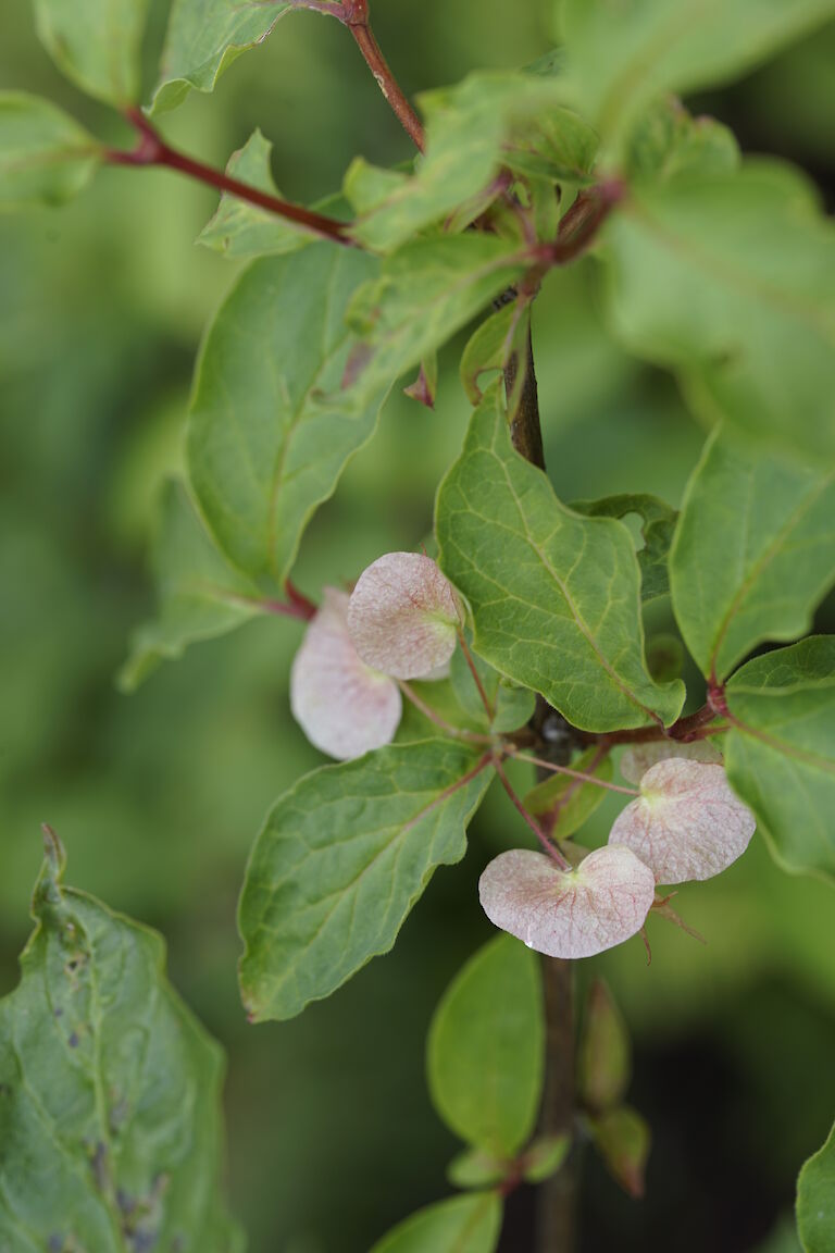 Dipelta yunnanensis