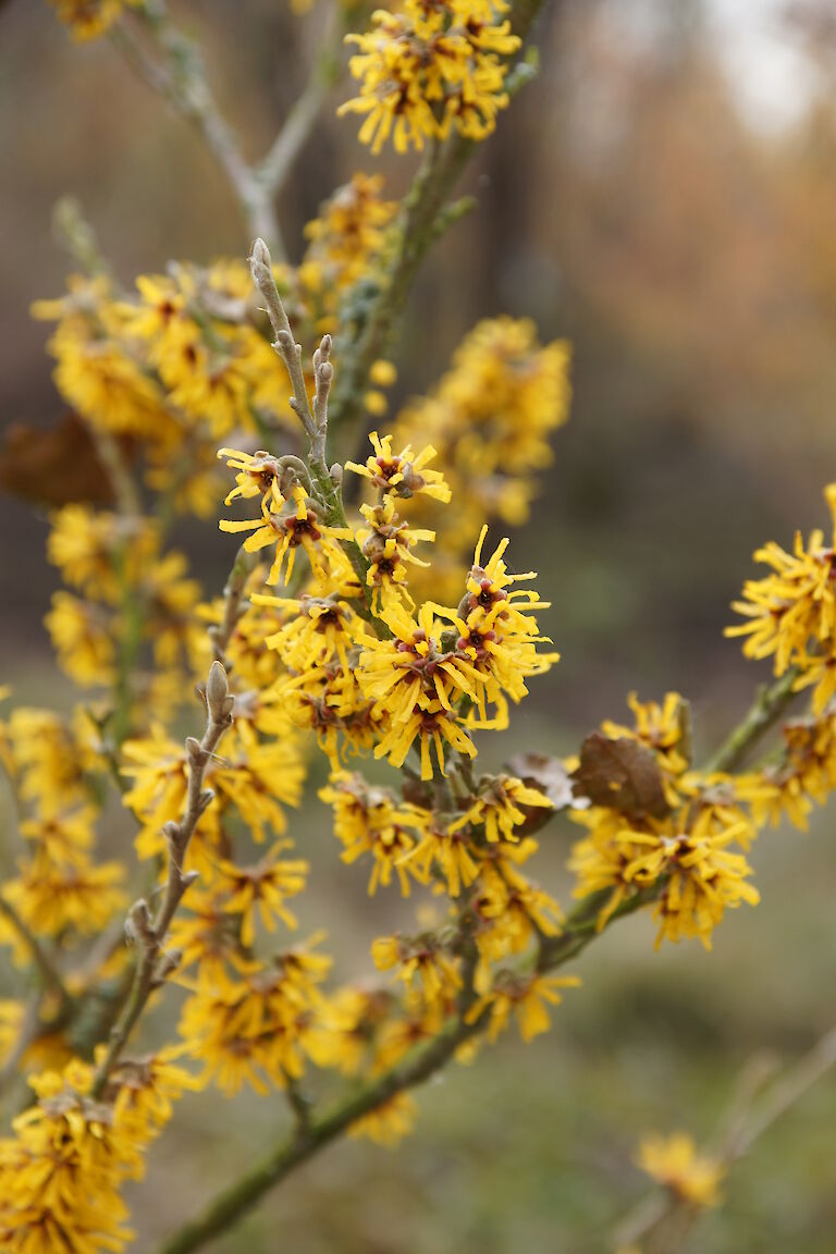 Hamamelis intermedia 'James Wales'