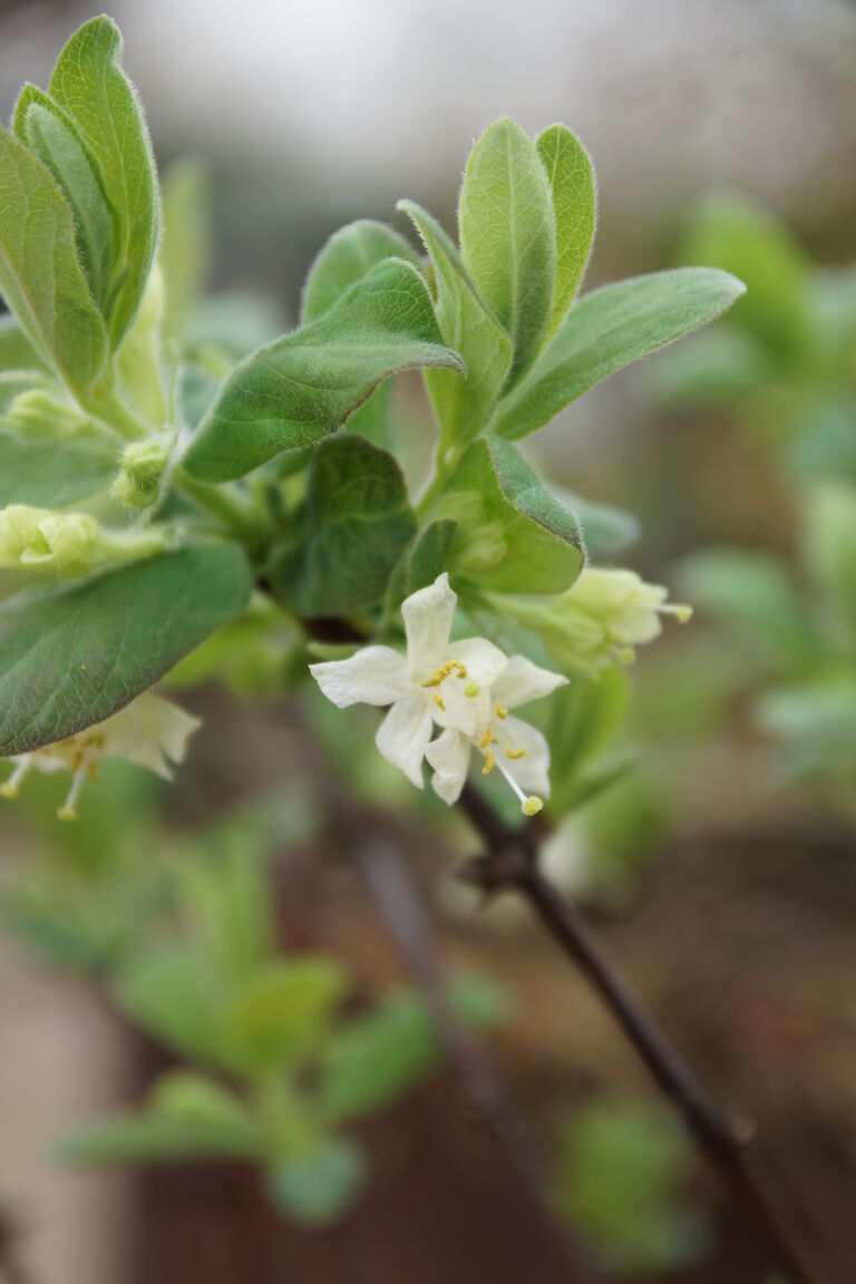 Lonicera kamtschatica