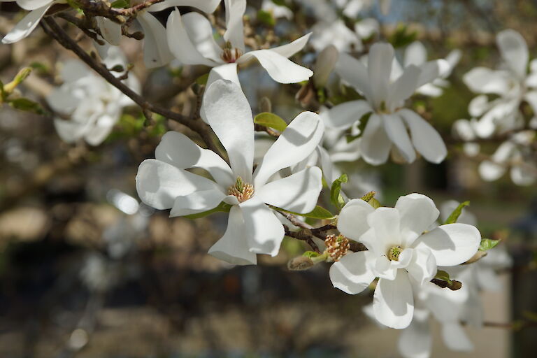 Magnolia loebneri 'Merrill'