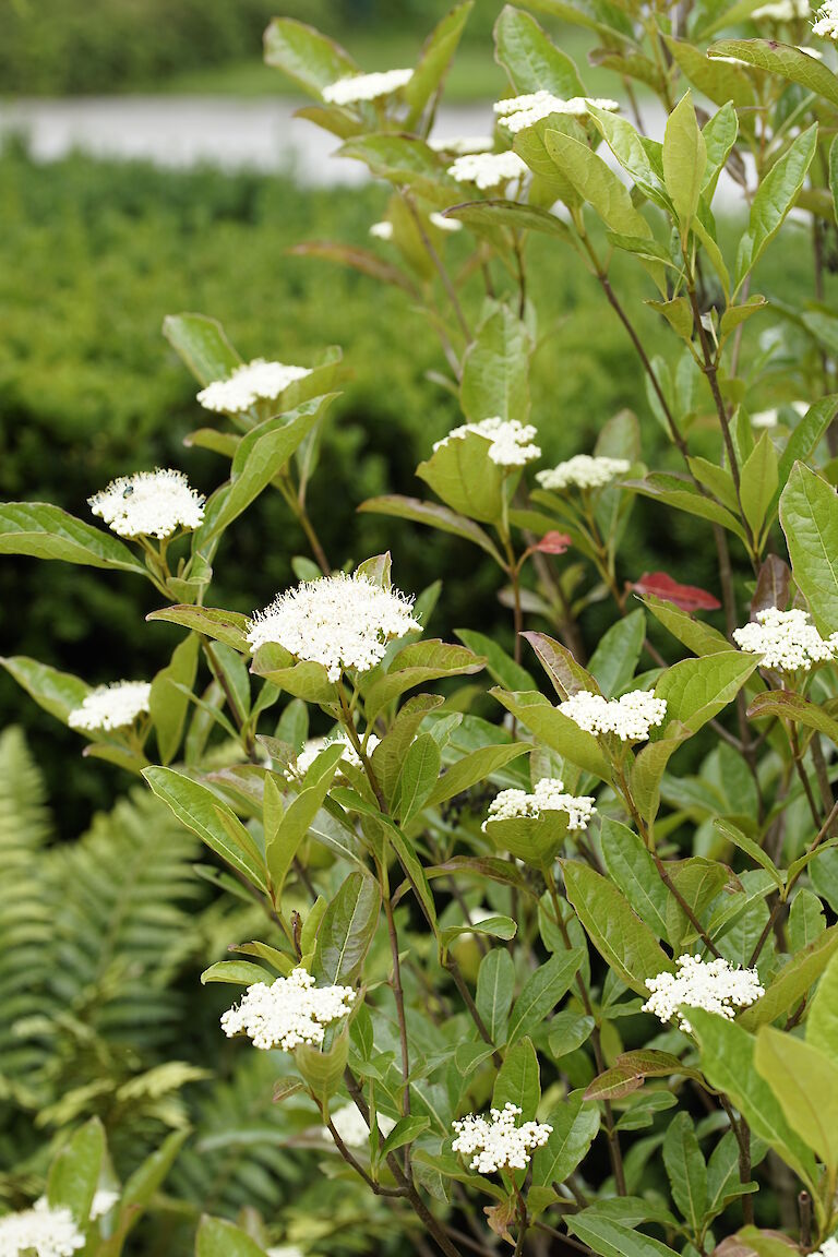 Viburnum nudum Winterthur