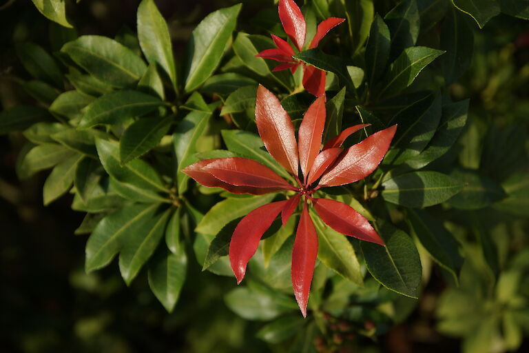 Pieris japonica