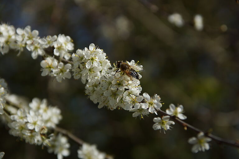  Prunus spinosa