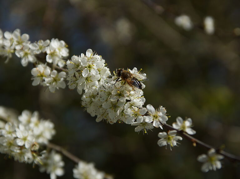  Prunus spinosa