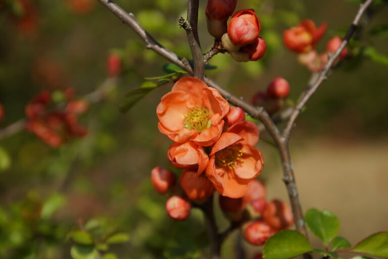 Chaenomelis japonica 'Cido'