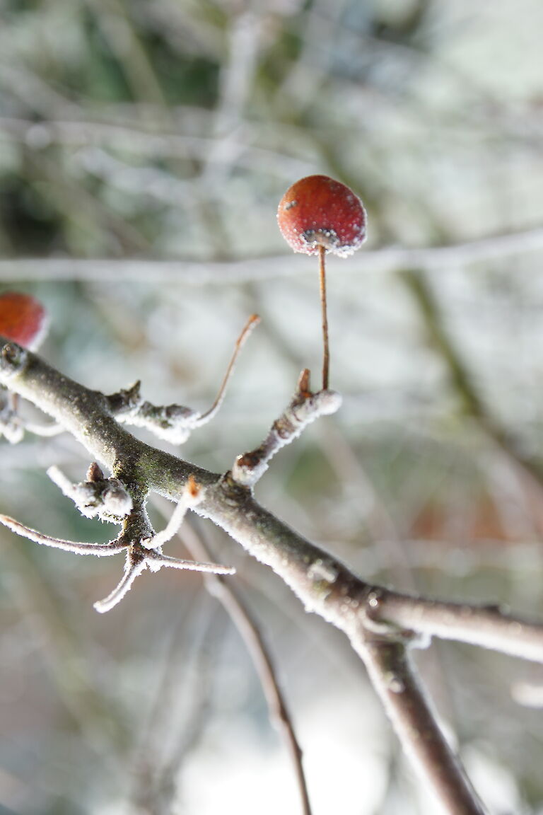 Malus Winter