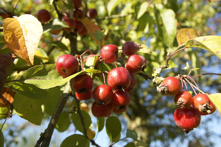 Malus 'Evereste'