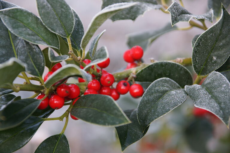 Ilex aquifolium 'J.C. van Tol' Winter