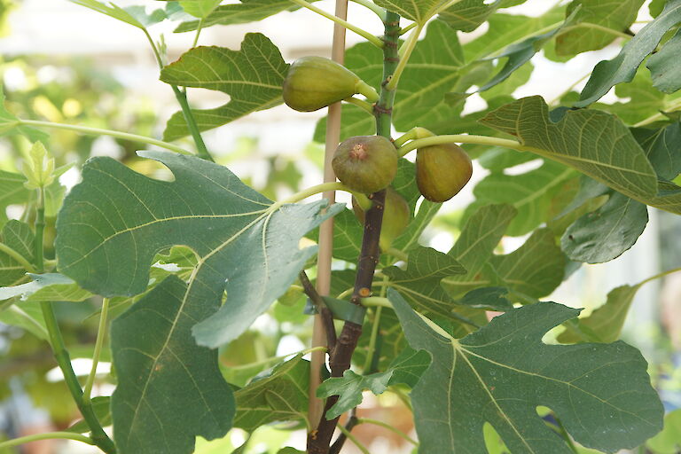 Ficus carica 'Gustissimo'