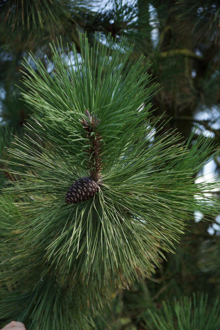 Pinus ponderosa